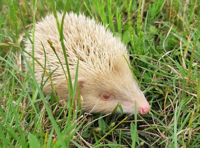Appartement Rénové Et équipé 2 Personnes Le Canardeau *